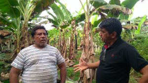 Read more about the article 500 mudas de banana pacovã são doadas para o Projeto de Produção Agrícola no Tarumã